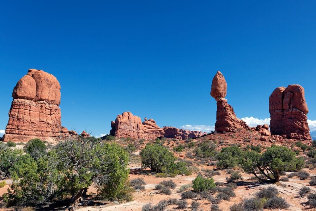 Goodyear cactus and mountain habitat