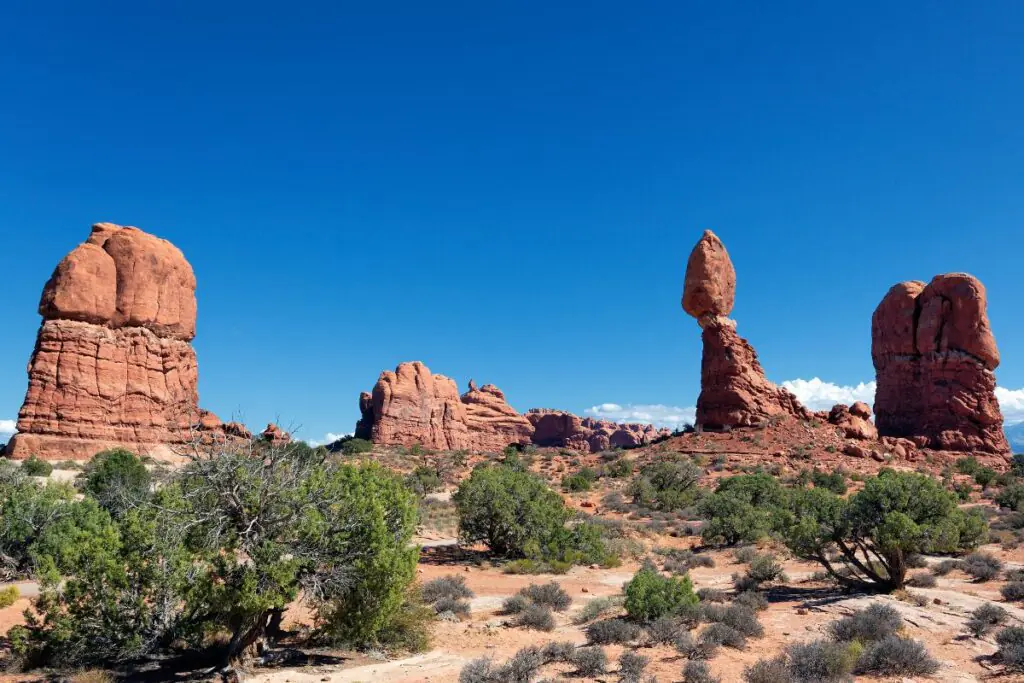 Goodyear cactus and mountain habitat