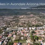 Snakes in Avondale Arizona Homes