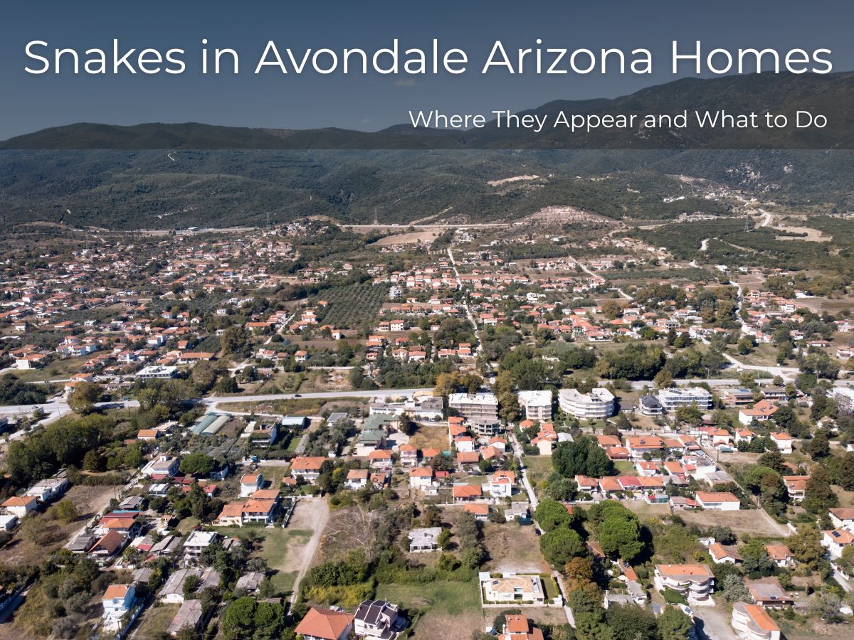 Snakes in Avondale Arizona Homes