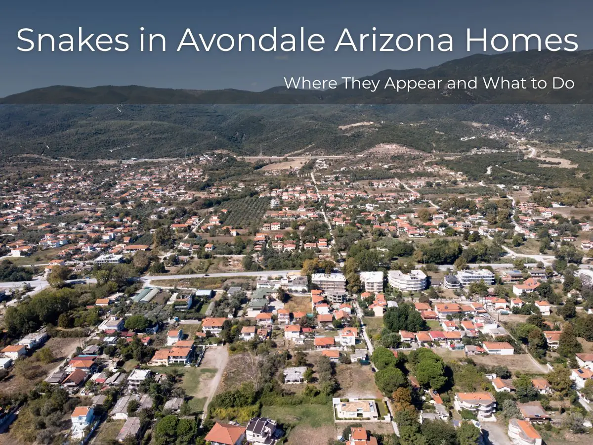 Snakes in Avondale Arizona Homes