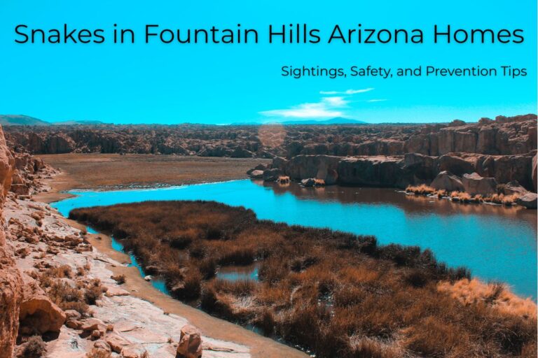 Snakes in Fountain Hills Arizona Homes