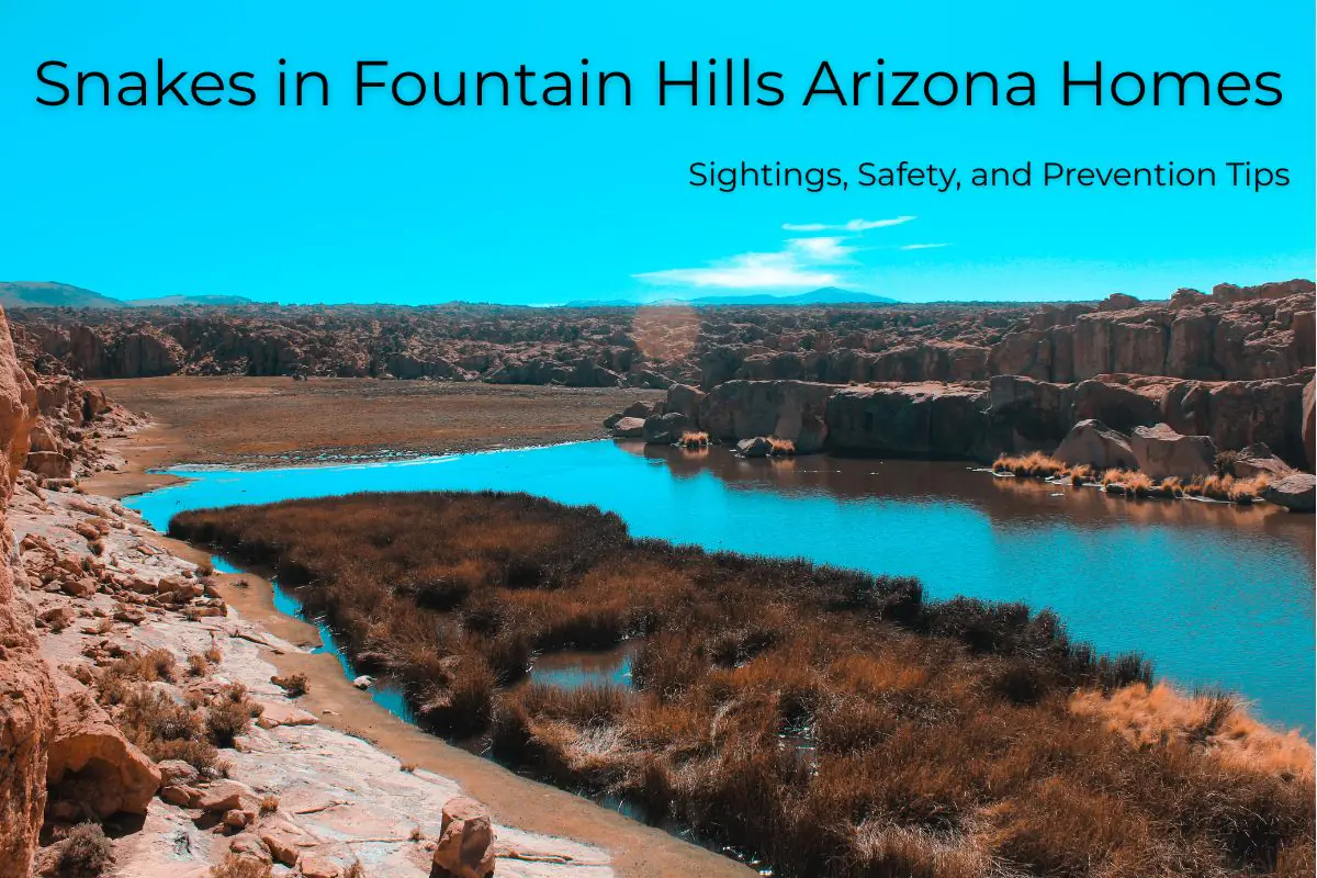 Snakes in Fountain Hills Arizona Homes
