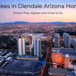 Snakes in Glendale Arizona