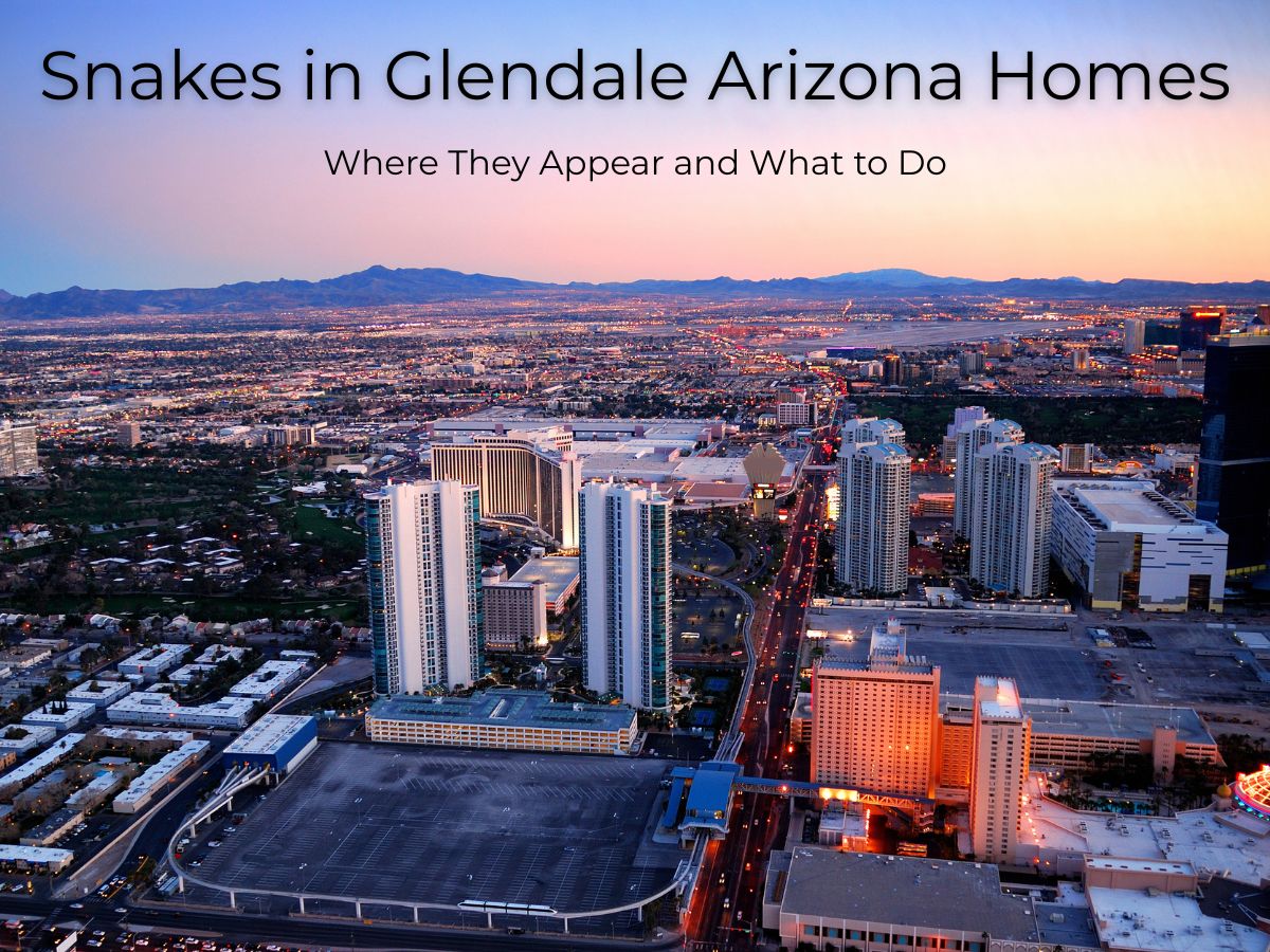 Snakes in Glendale Arizona