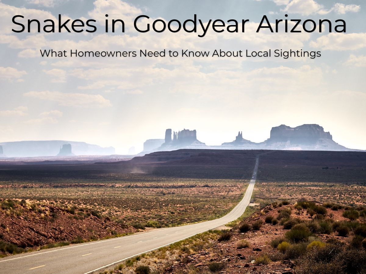 Snakes in Goodyear Arizona