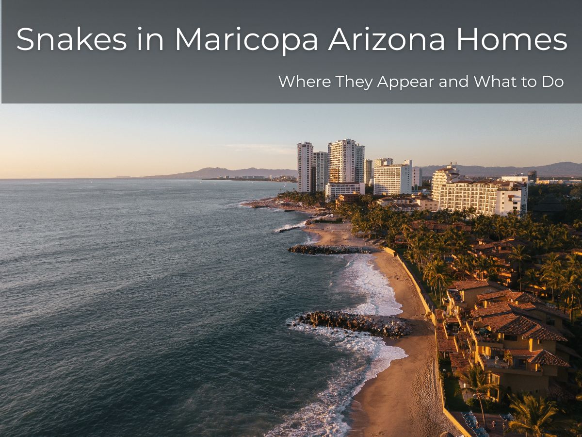 Snakes in Maricopa Arizona Homes