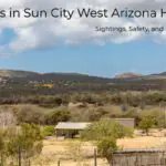 Snakes in Sun City West Arizona Homes