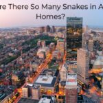 Why Are There So Many Snakes in Arizona Homes