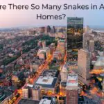 Why Are There So Many Snakes in Arizona Homes