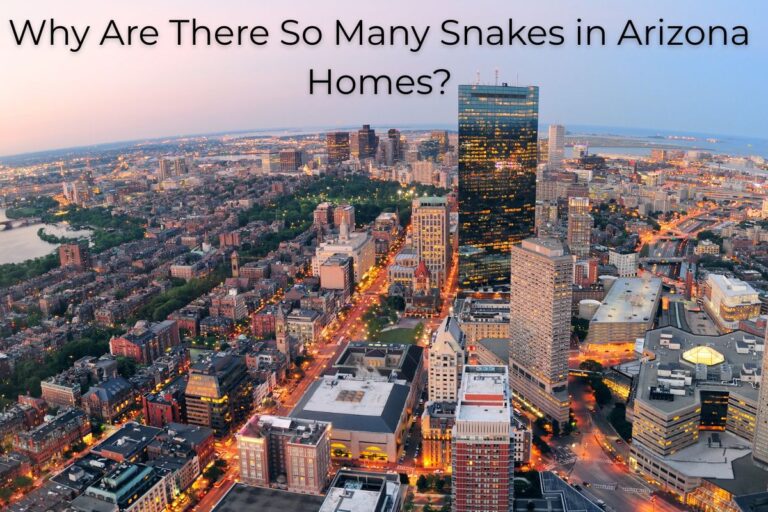 Why Are There So Many Snakes in Arizona Homes