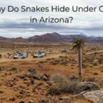Why Do Snakes Hide Under Cars in Arizona?