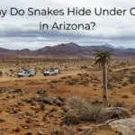Why Do Snakes Hide Under Cars in Arizona?