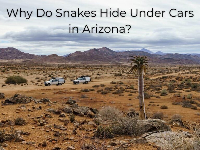 Why Do Snakes Hide Under Cars in Arizona?