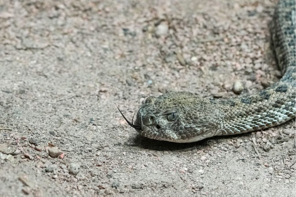 rattlesnakes in Avondale Arizona Homes