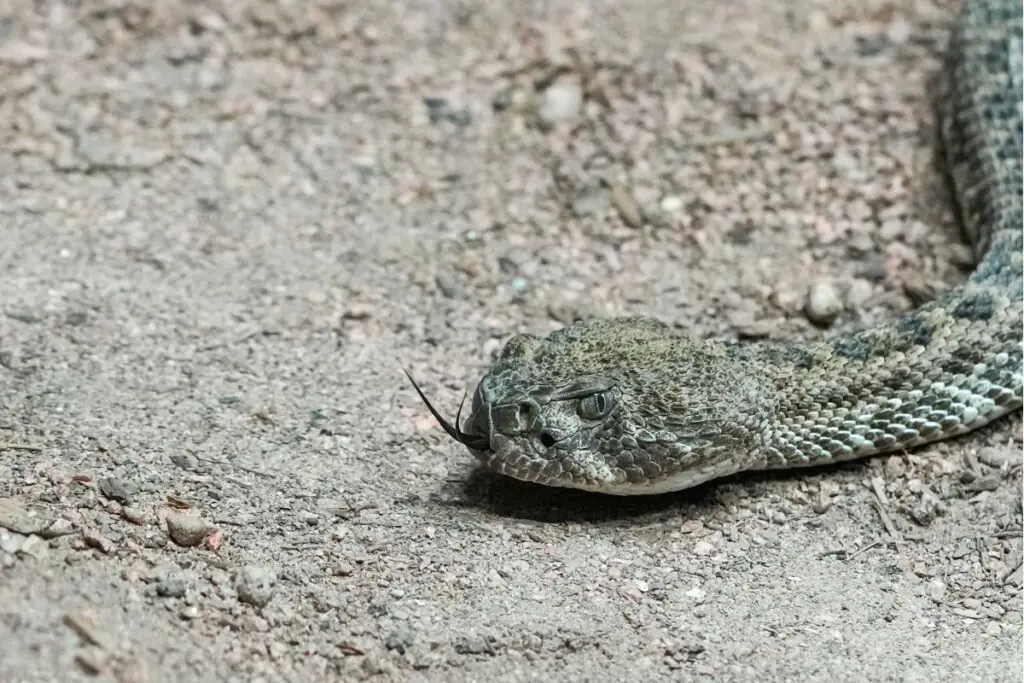 rattlesnakes in Avondale Arizona Homes