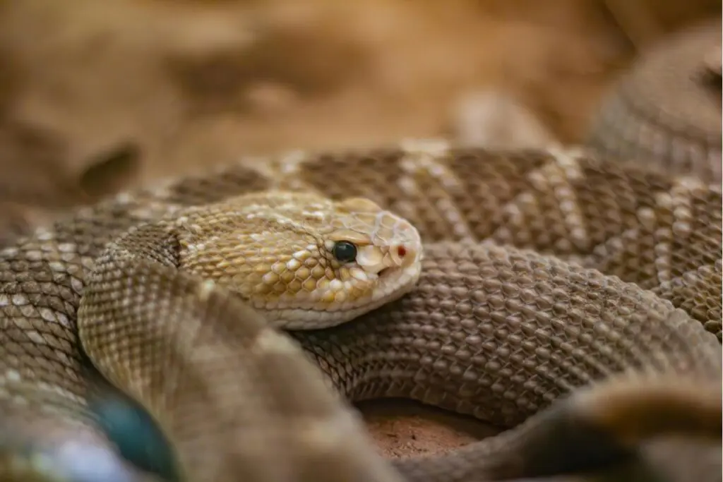rattlesnakes in Avondale Arizona Homes desert