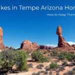 snakes-in-tempe-arizona-homes