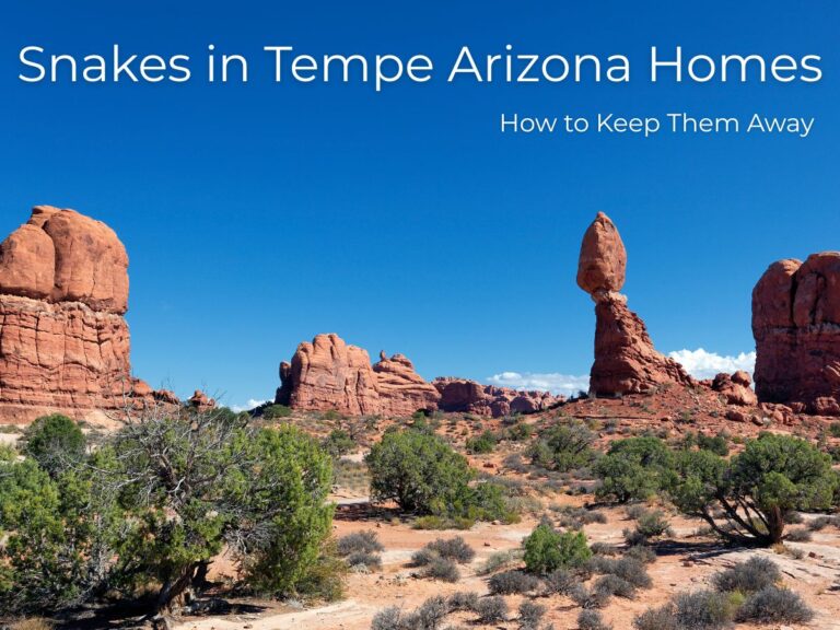 snakes-in-tempe-arizona-homes