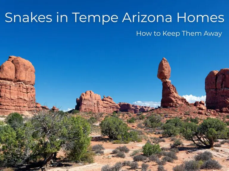 Snakes in Tempe Arizona Homes