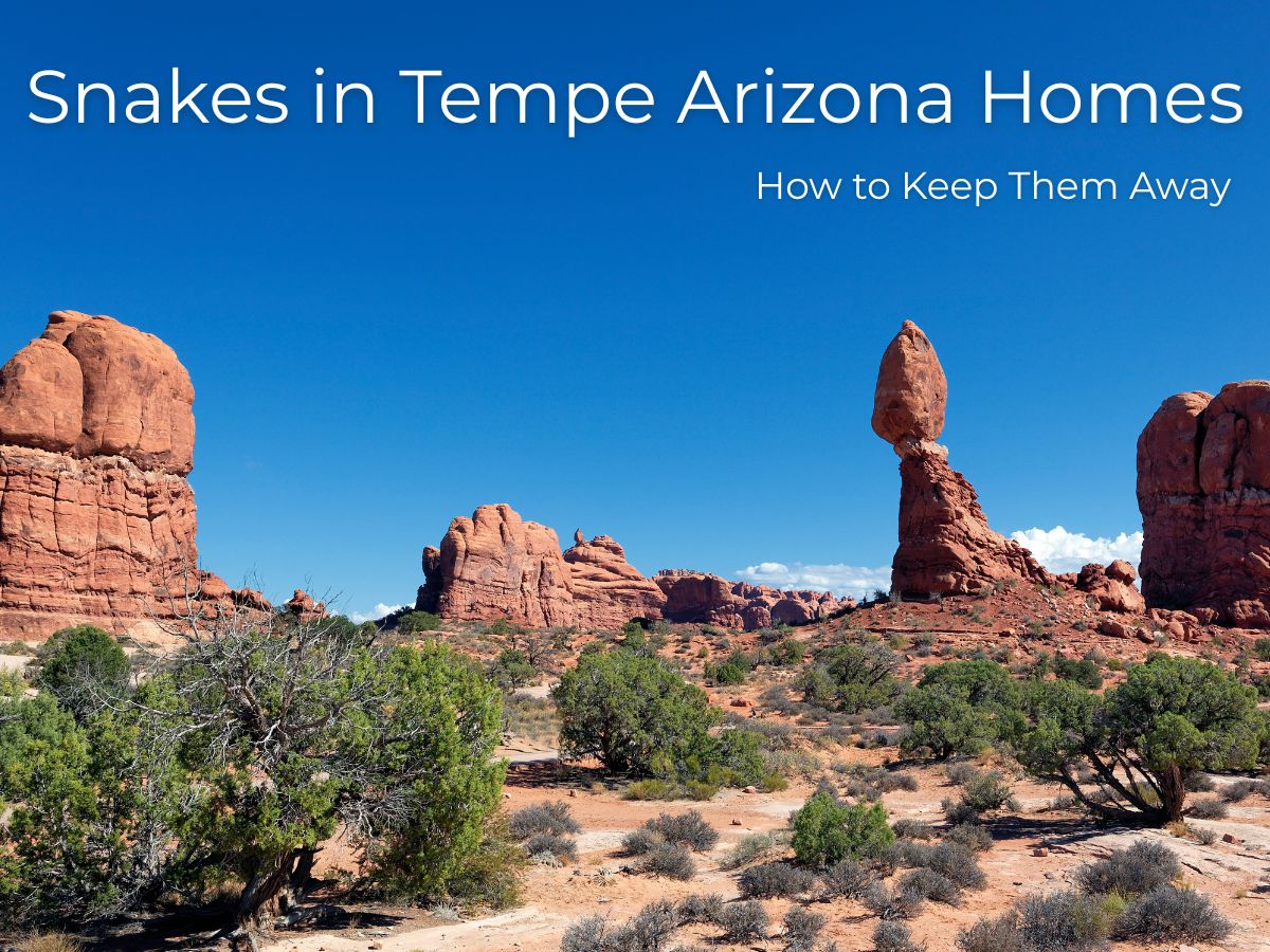 snakes-in-tempe-arizona-homes