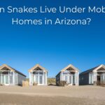 Can Snakes Live Under Mobile Homes in Arizona