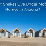 Can Snakes Live Under Mobile Homes in Arizona
