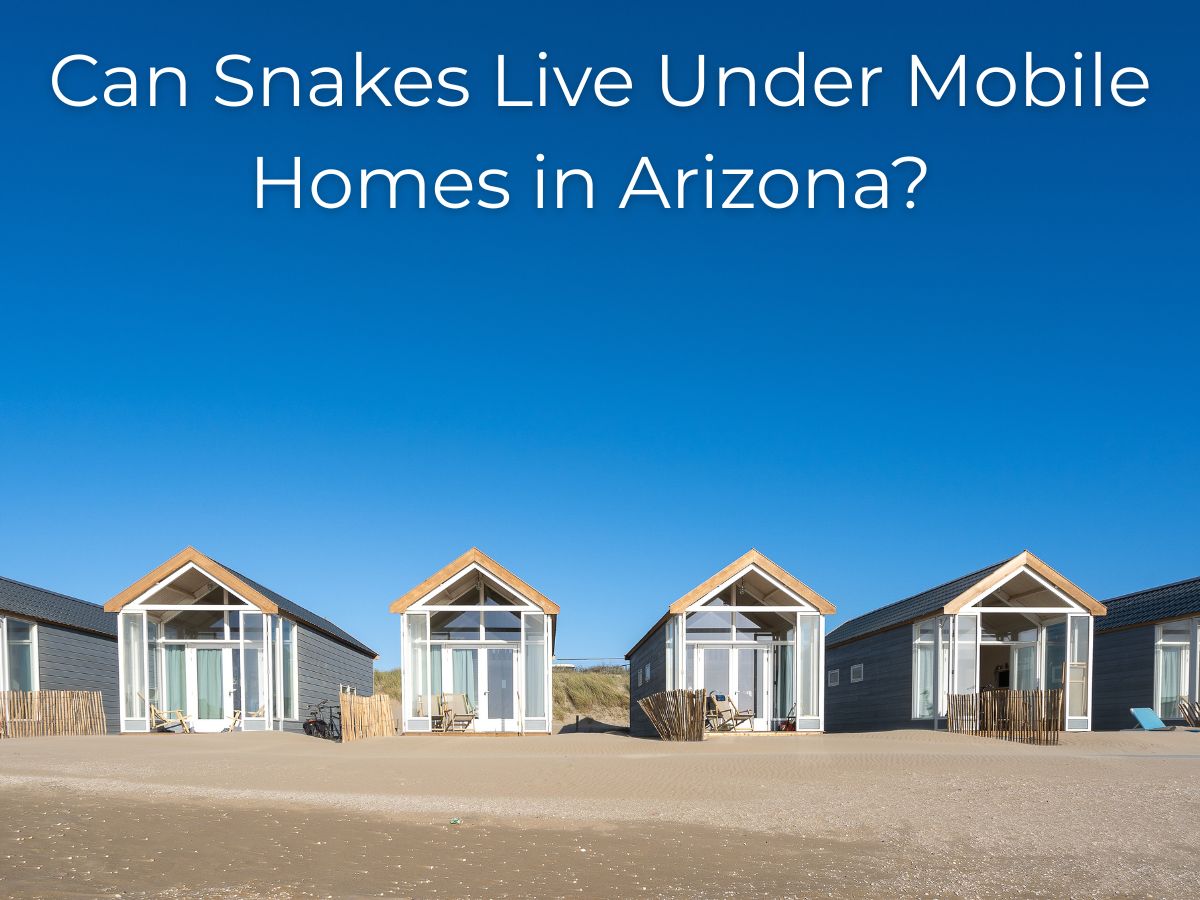 Can Snakes Live Under Mobile Homes in Arizona