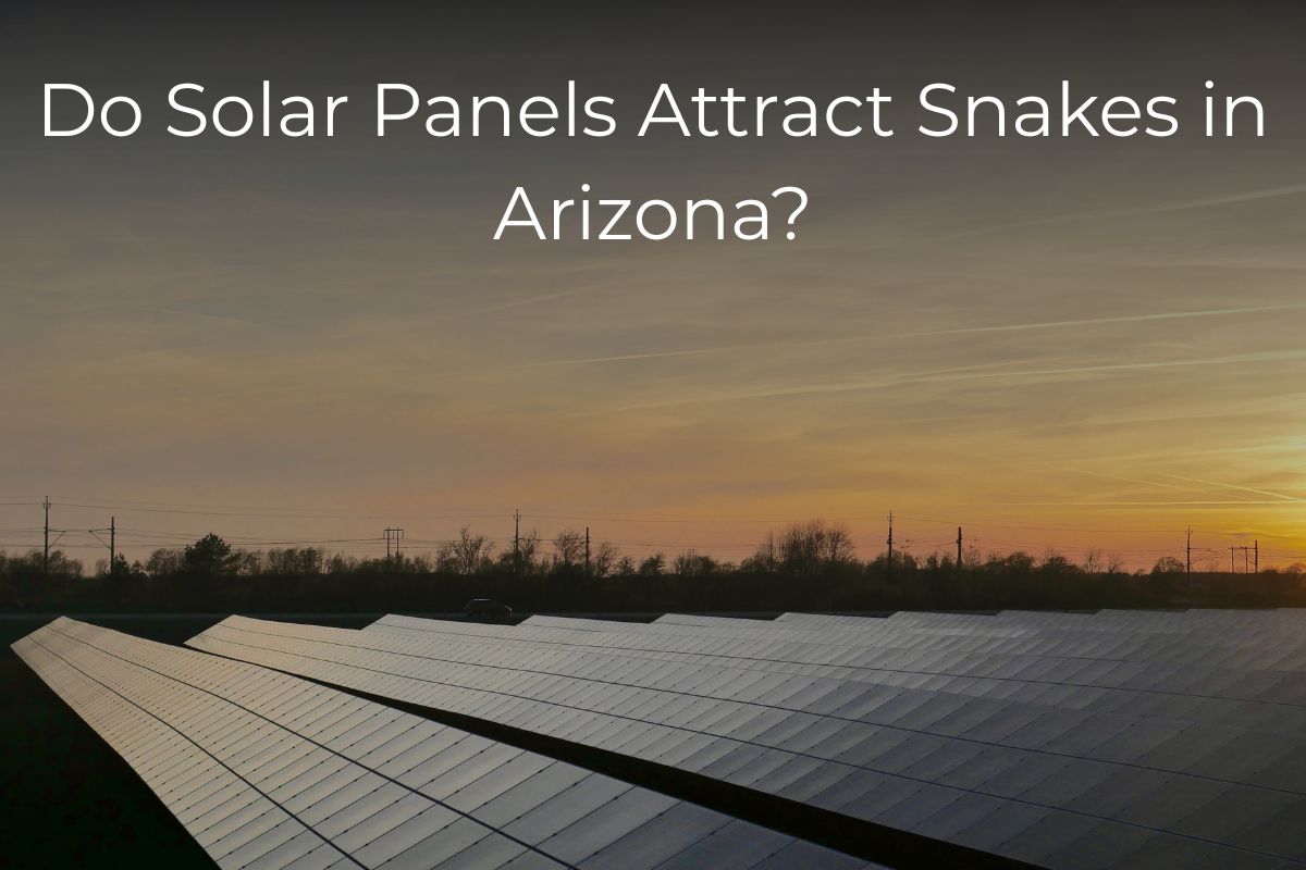 Do Solar Panels Attract Snakes in Arizona