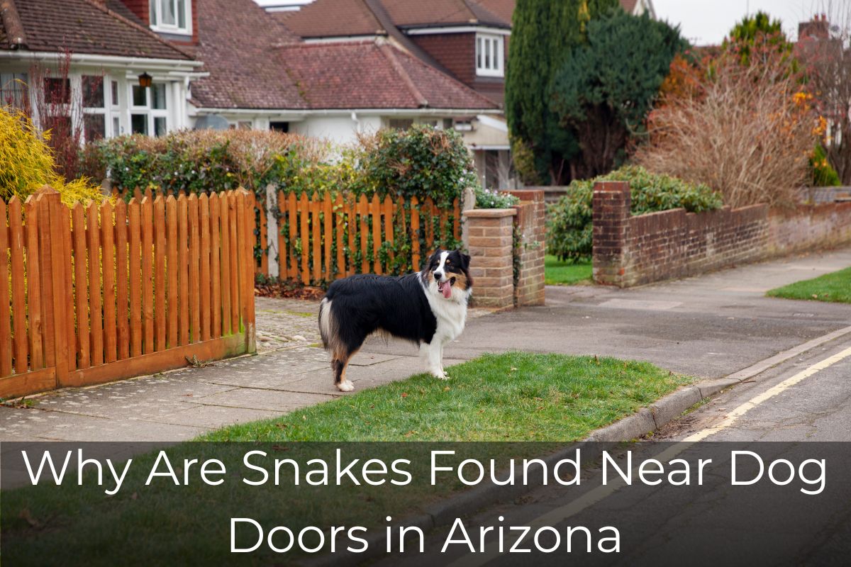 Why Are Snakes Found Near Dog Doors in Arizona