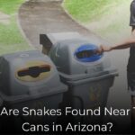 Why Are Snakes Found Near Trash Cans in Arizona