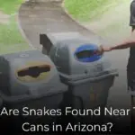 Why Are Snakes Found Near Trash Cans in Arizona