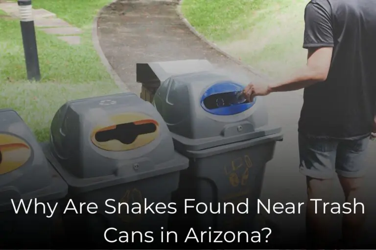Why Are Snakes Found Near Trash Cans in Arizona