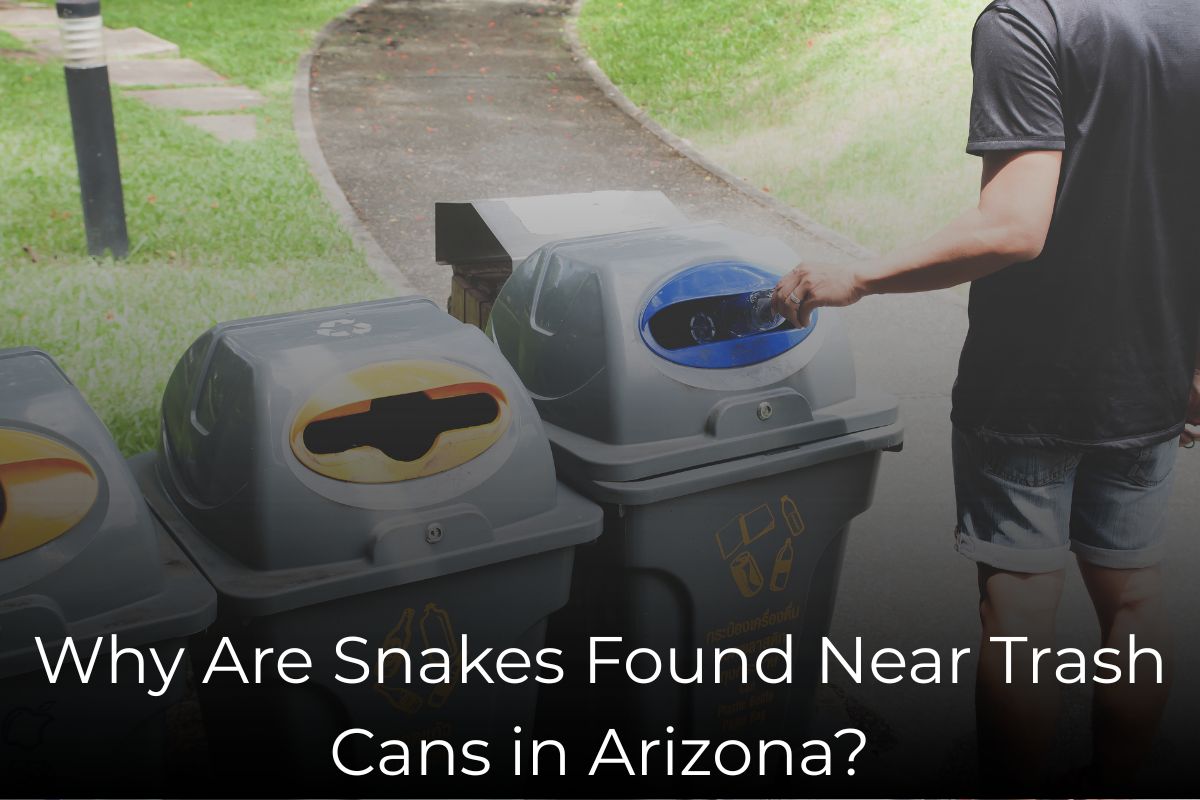 Why Are Snakes Found Near Trash Cans in Arizona