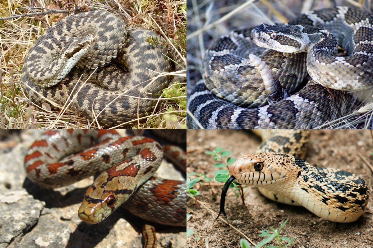 Arizona Snake Identification Guide