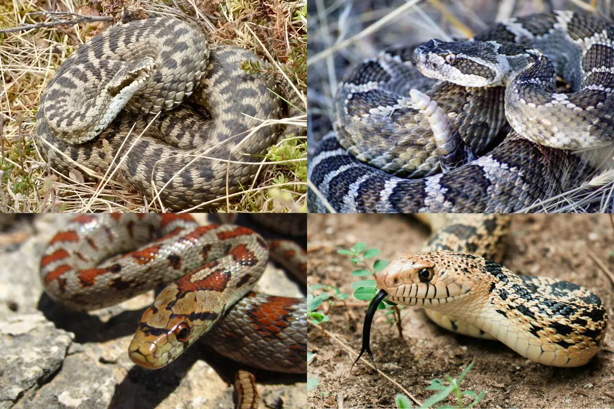 Arizona Snake Identification Guide