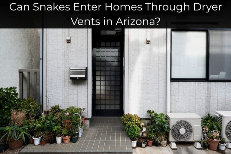 Can Snakes Enter Homes Through Dryer Vents in Arizona
