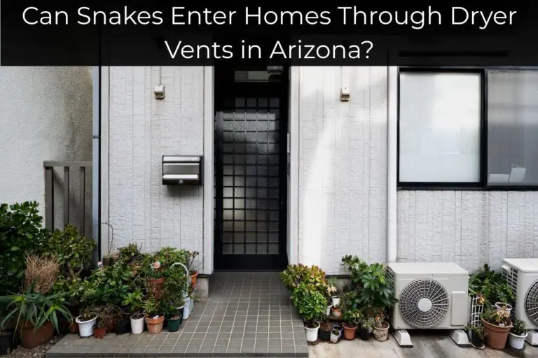Can Snakes Enter Homes Through Dryer Vents in Arizona