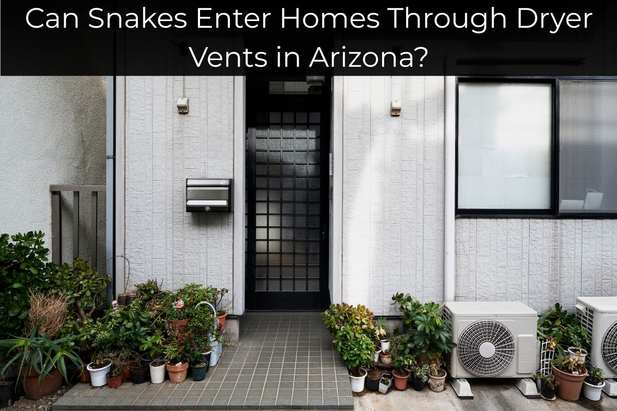 Can Snakes Enter Homes Through Dryer Vents in Arizona