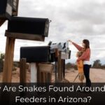 Why Are Snakes Found Around Bird Feeders in Arizona