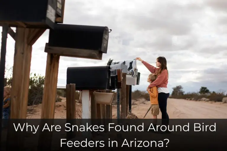 Why Are Snakes Found Around Bird Feeders in Arizona