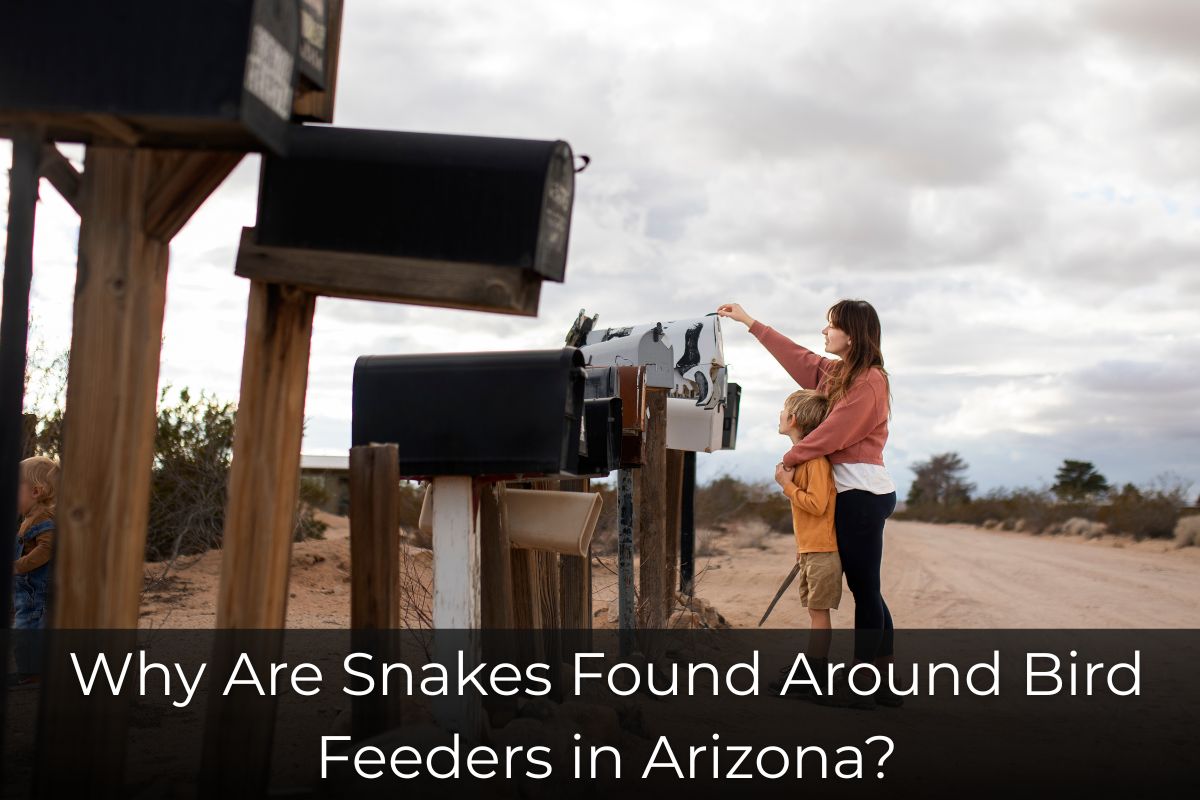 Why Are Snakes Found Around Bird Feeders in Arizona