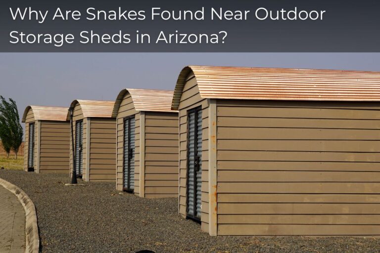Why Are Snakes Found Near Outdoor Storage Sheds in Arizona?
