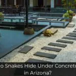 Why Do Snakes Hide Under Concrete Slabs in Arizona