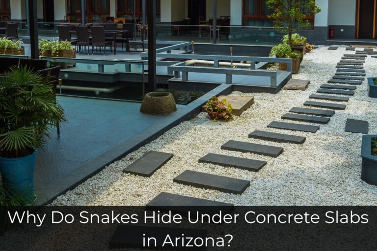 Why Do Snakes Hide Under Concrete Slabs in Arizona