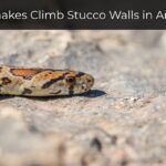 Can Snakes Climb Stucco Walls in Arizona