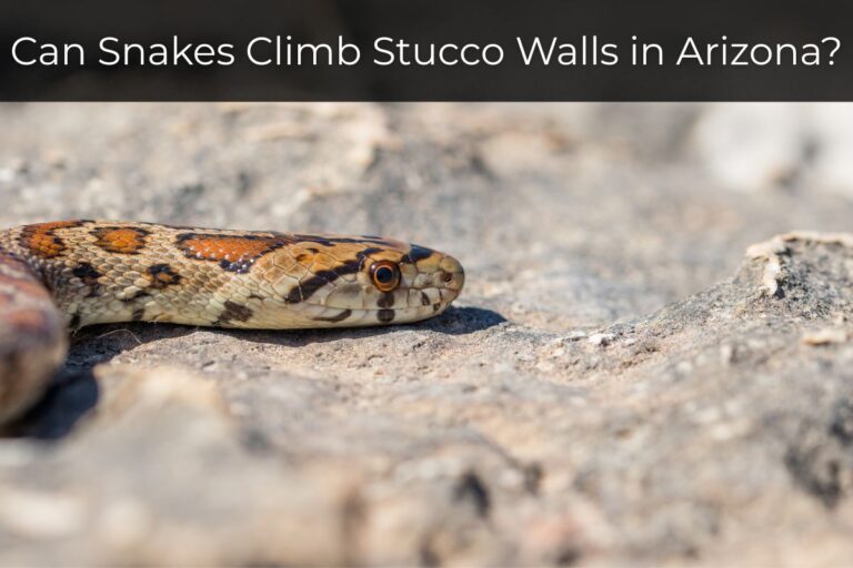 Can Snakes Climb Stucco Walls in Arizona