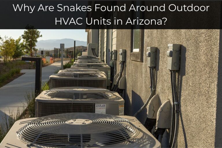 Why Are Snakes Found Around Outdoor HVAC Units in Arizona