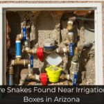 Why Are Snakes Found Near Irrigation Valve Boxes in Arizona