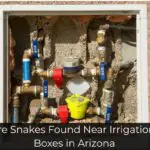 Why Are Snakes Found Near Irrigation Valve Boxes in Arizona